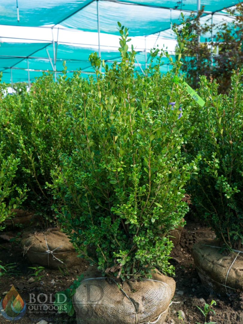 Wintergreen Boxwood