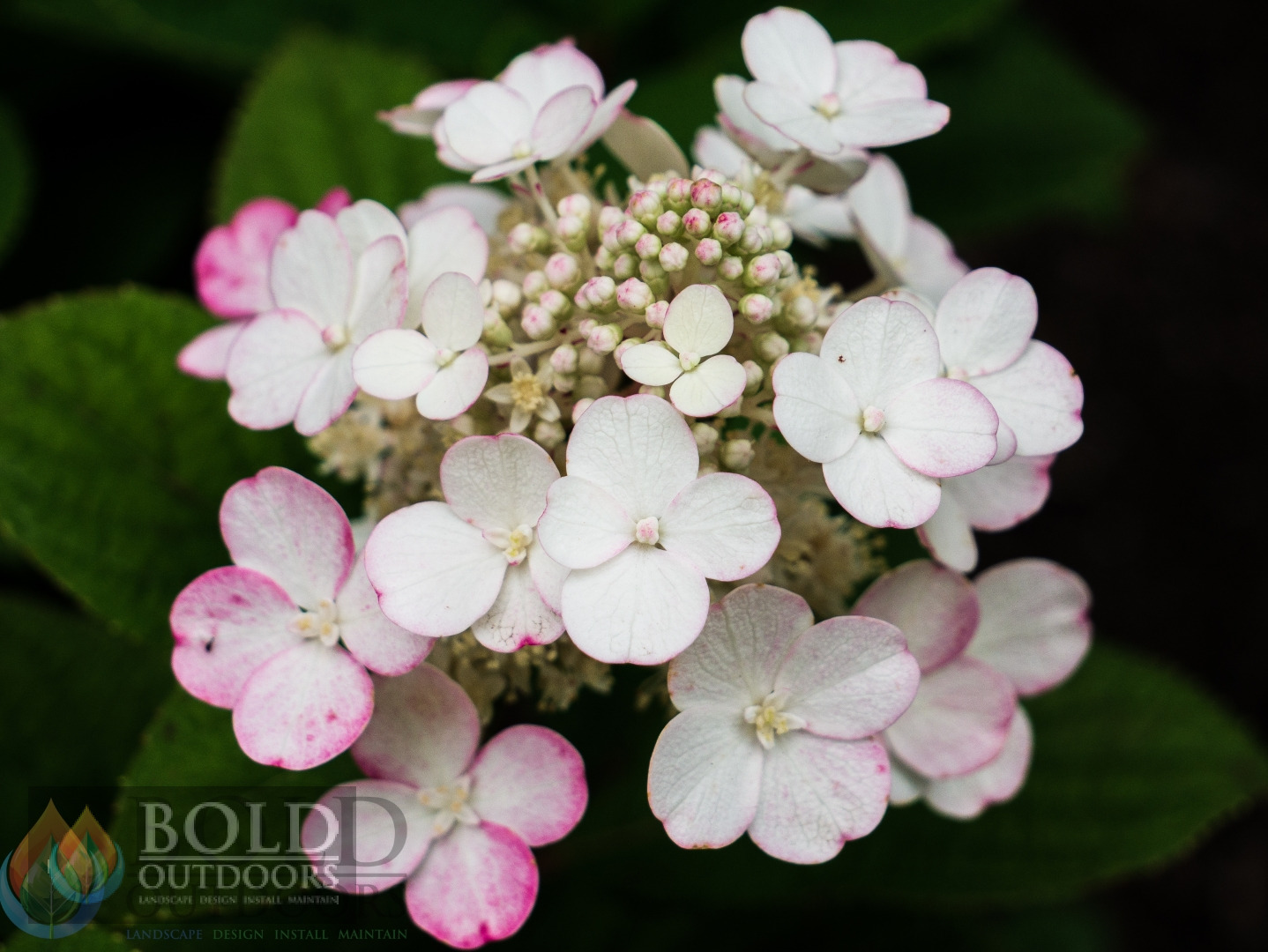 Little Quick Fire® Hydrangea