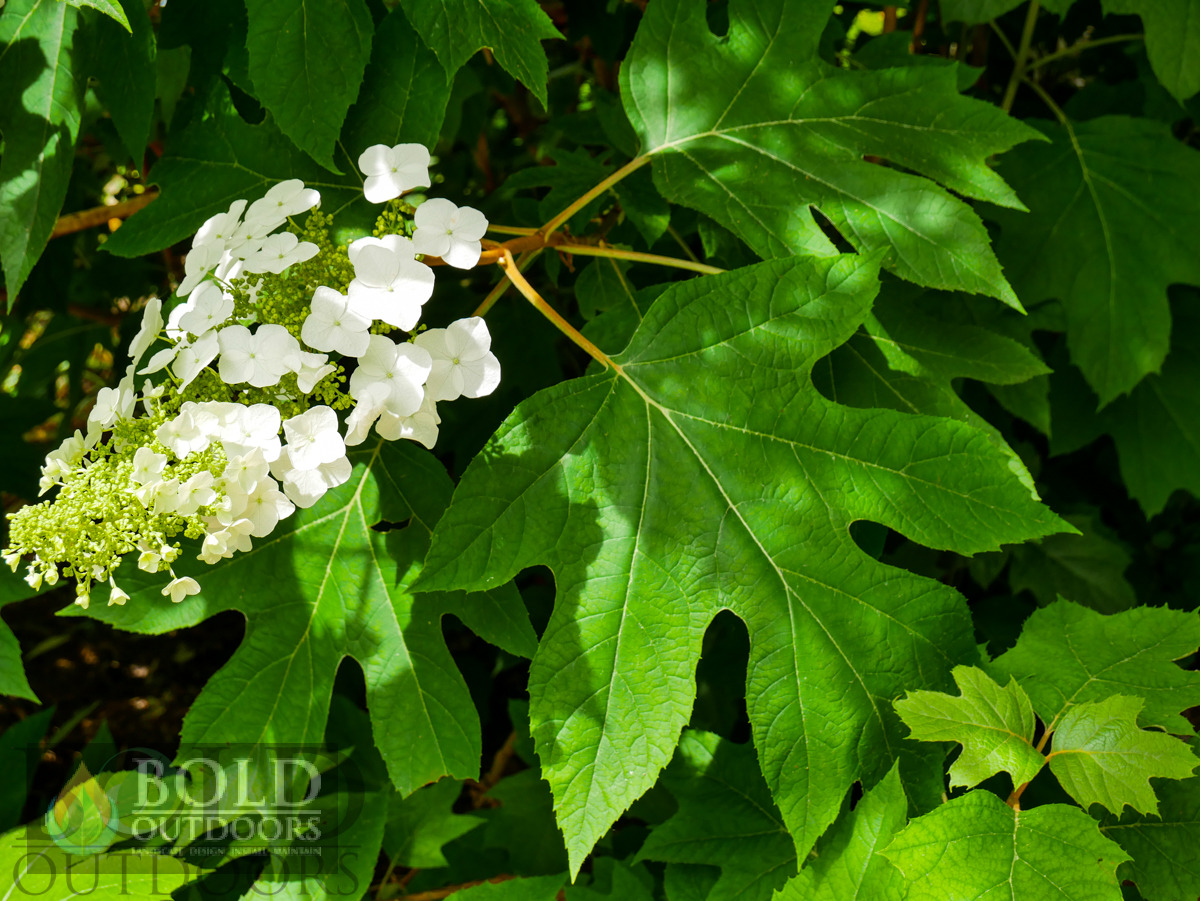 Alice Oakleaf Hydrangea