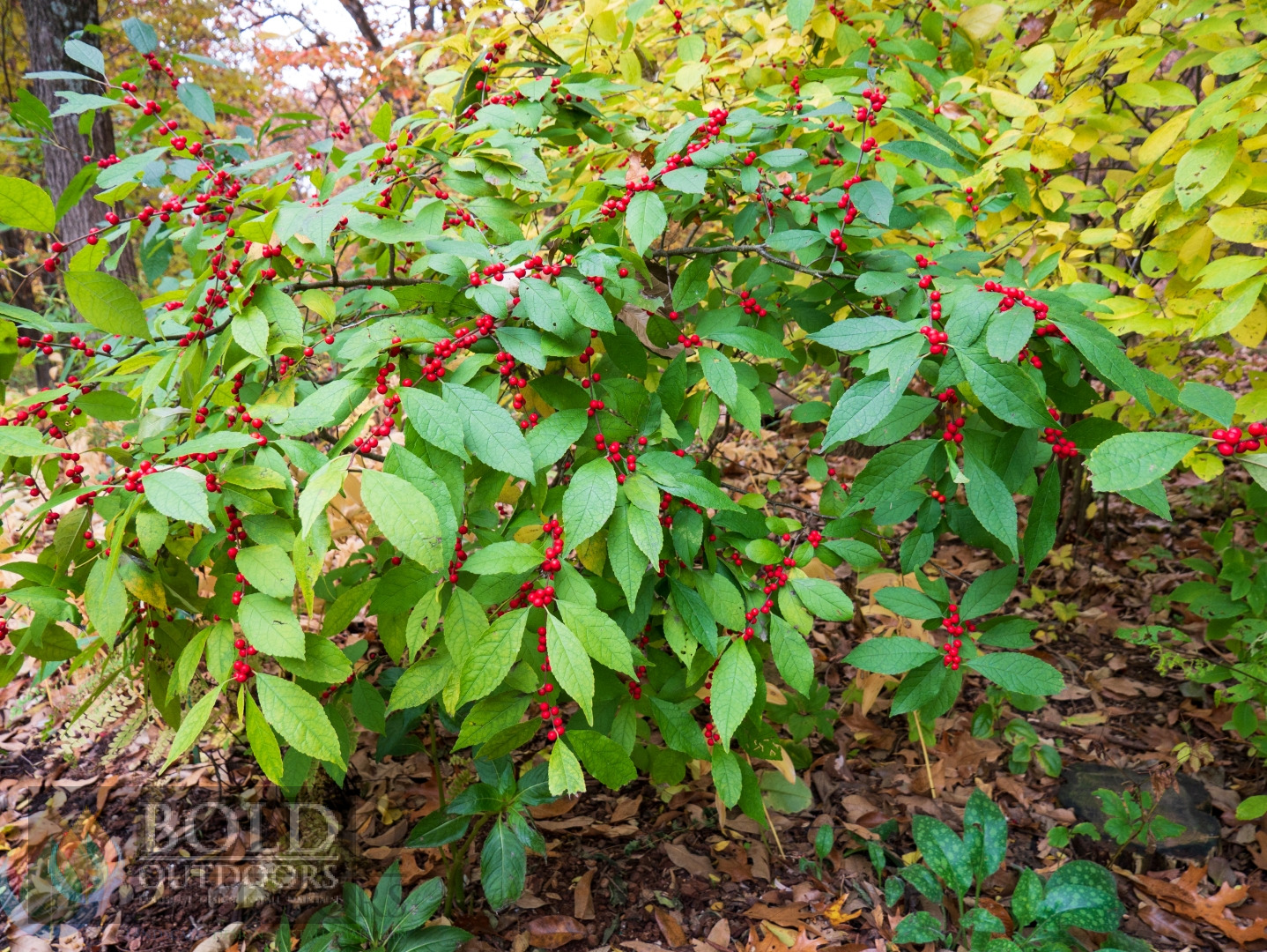 Winter Red Winterberry Holly