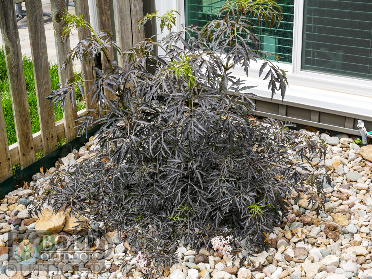 Black Lace® Elderberry