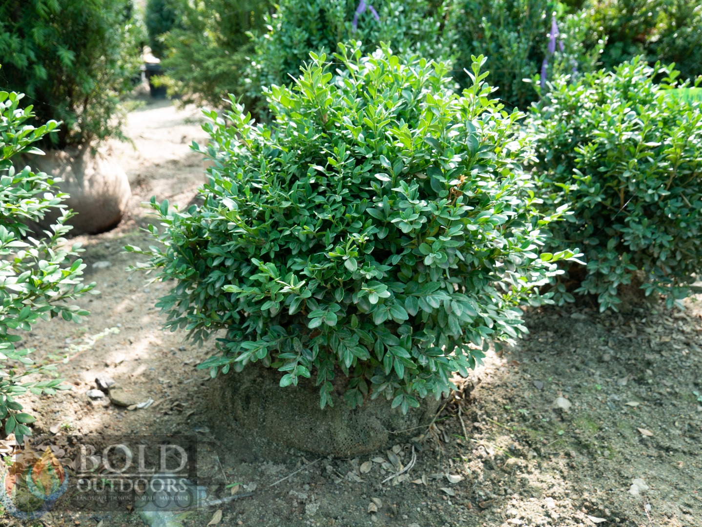 Green Velvet Boxwood