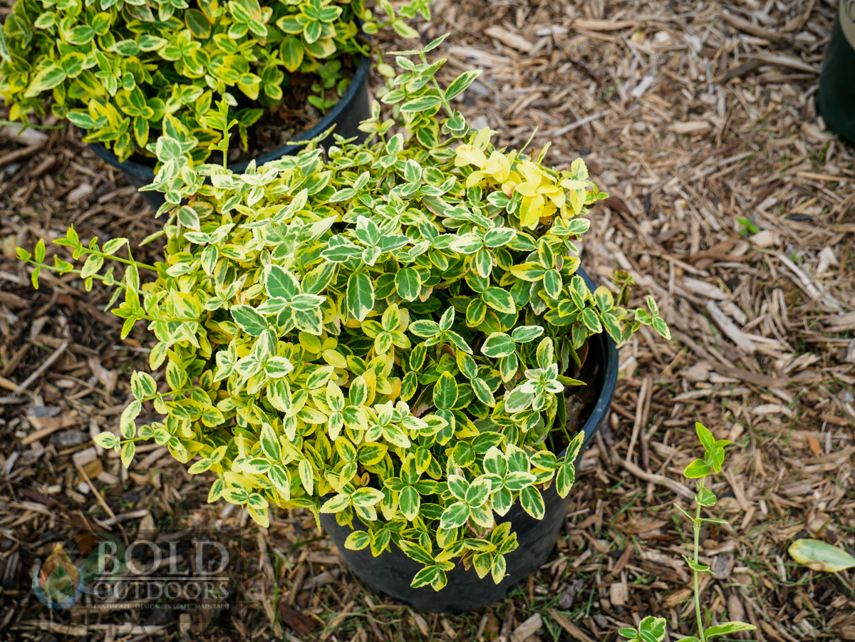 Emerald N Gold Wintercreeper