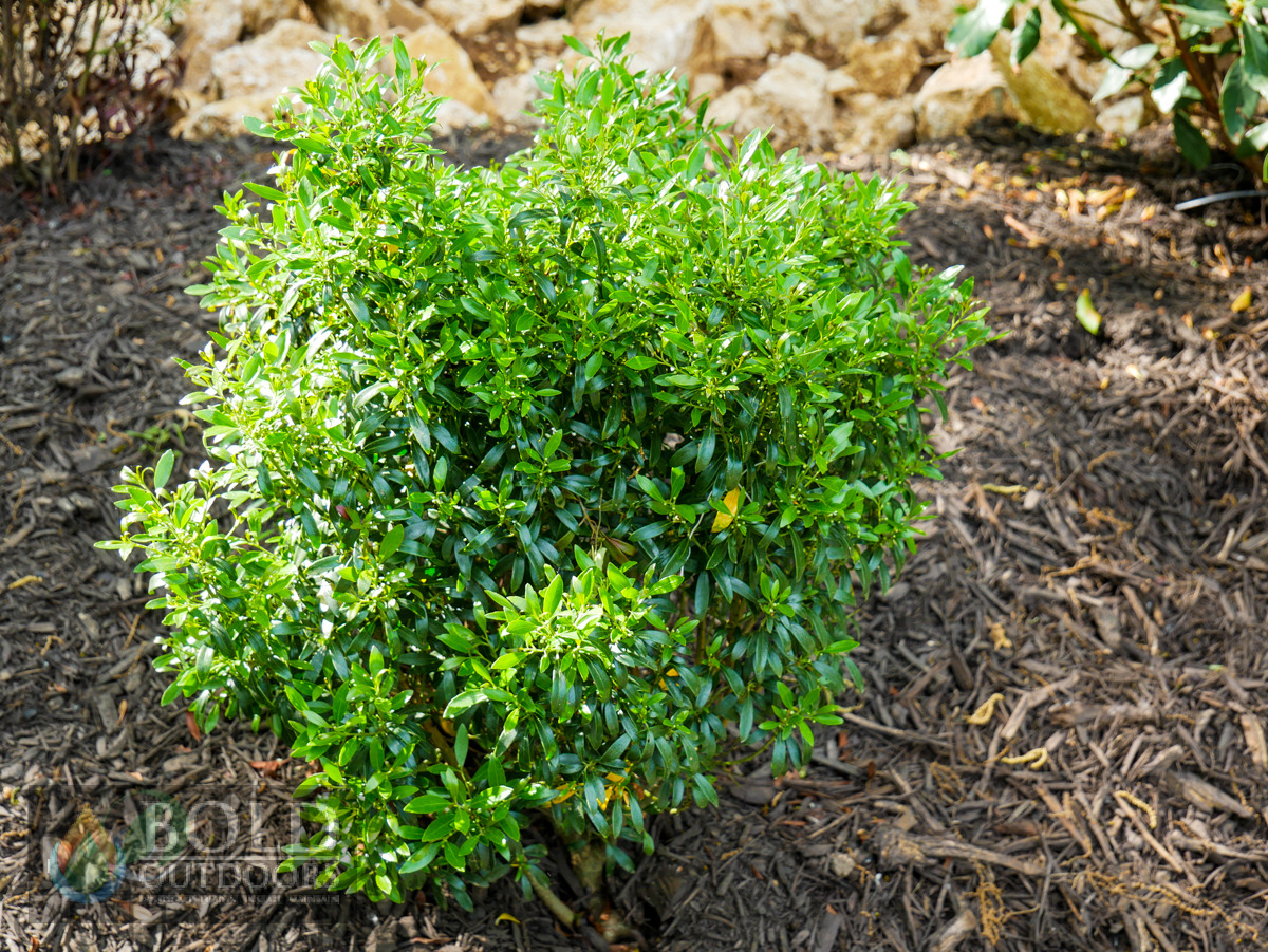 Gem Box® Inkberry Holly