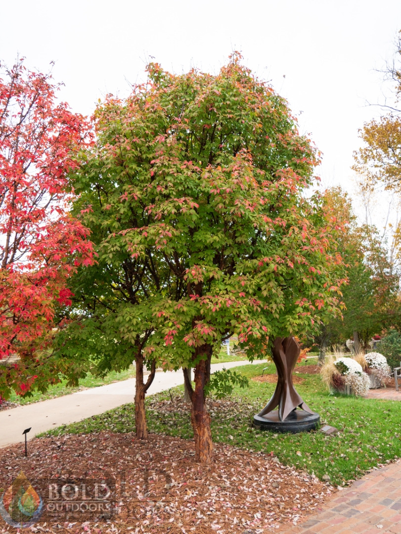Paperbark Maple