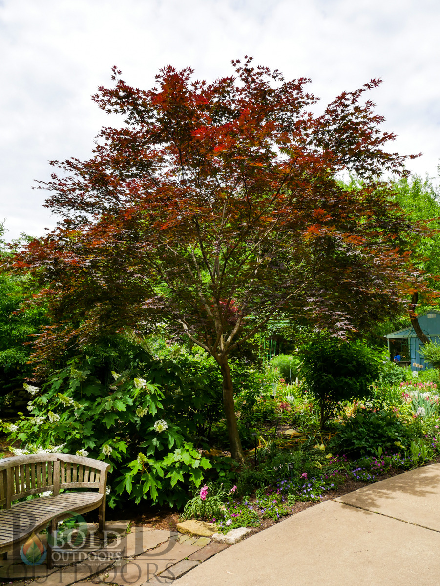 Bloodgood Japanese Maple