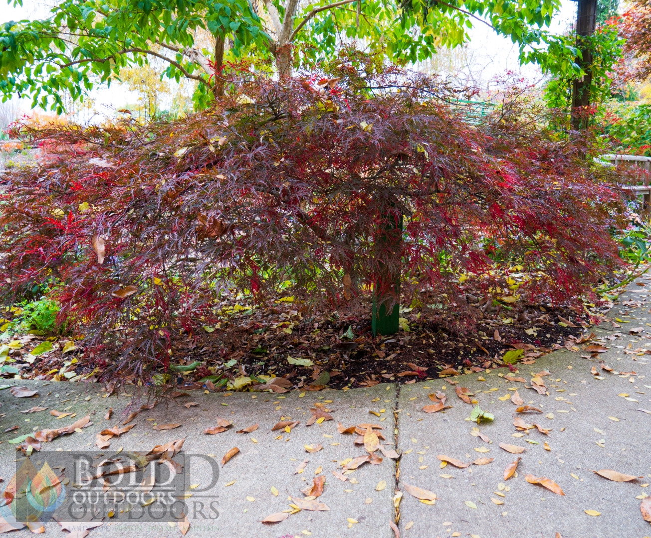 Red Dragon Laceleaf Japanese Maple