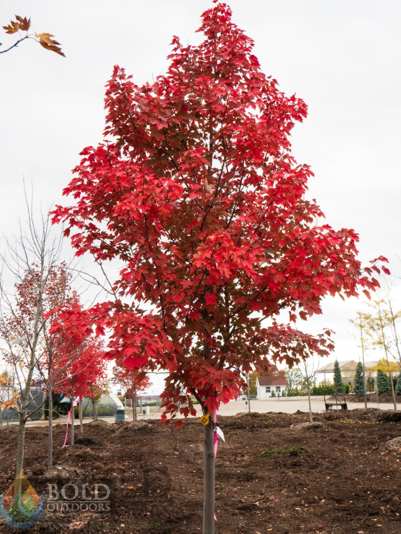 October Glory Maple