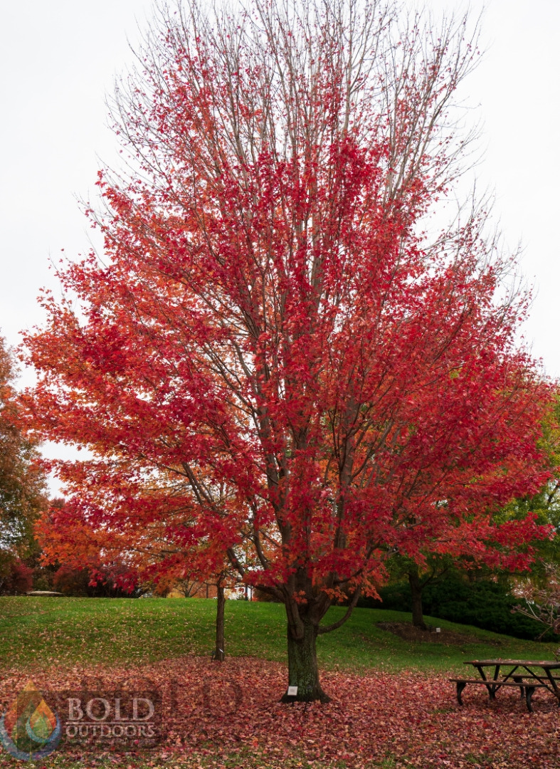 Red Sunset Maple