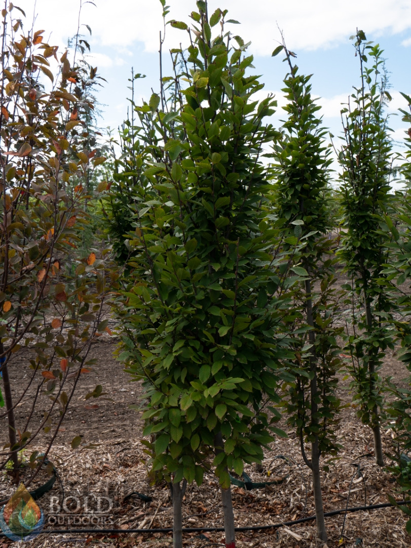Pyramidal European Hornbeam