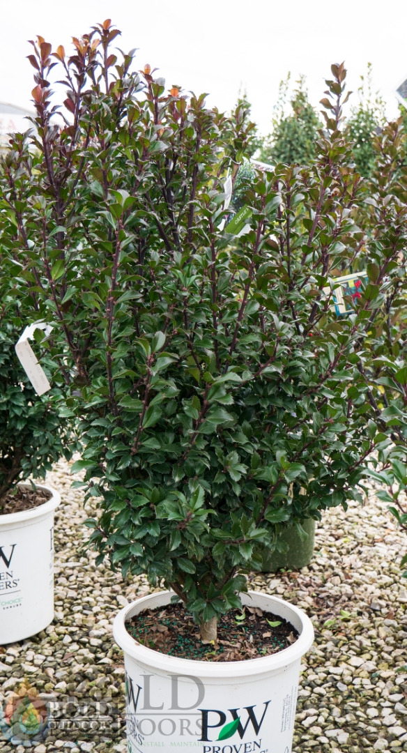 Castle Wall® Holly