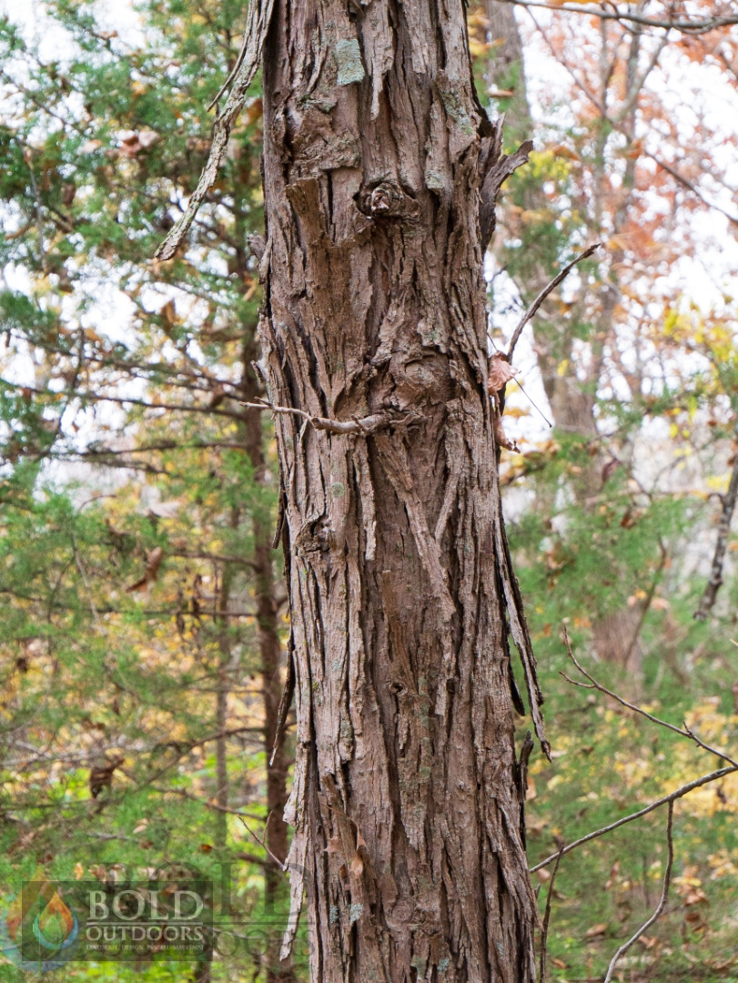 Shagbark Hickory
