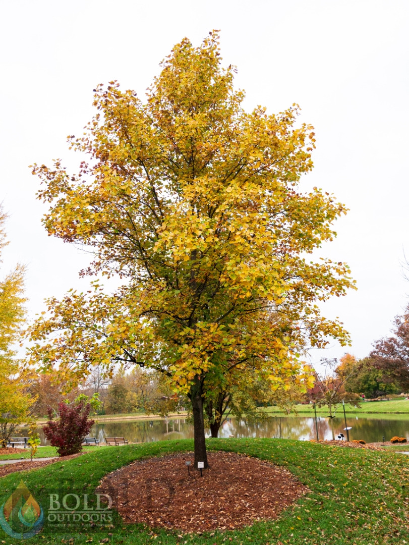 Tulip Poplar