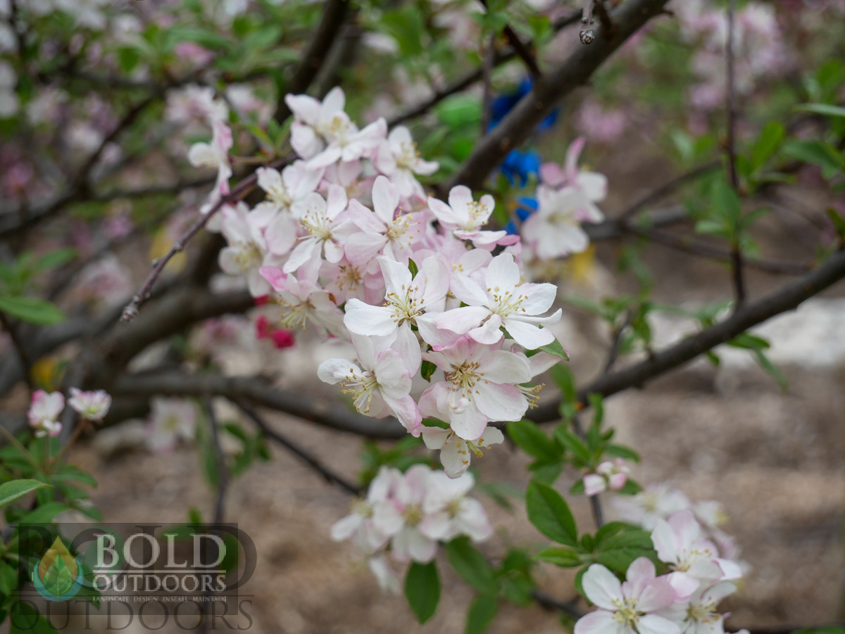 Coralburst Crabapple