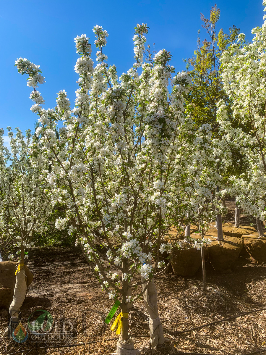 Spring Snow Crabapple