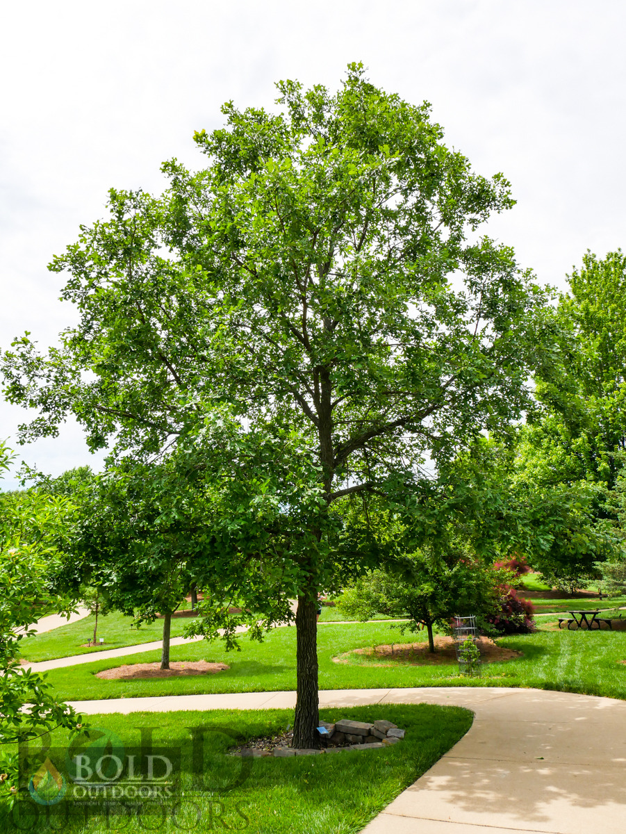 Bur Oak