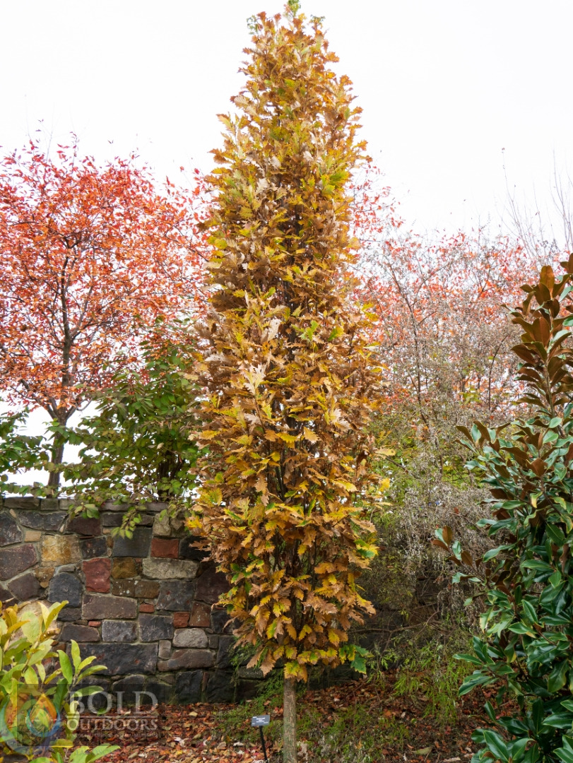 Kindred Spirit® Columnar English Oak