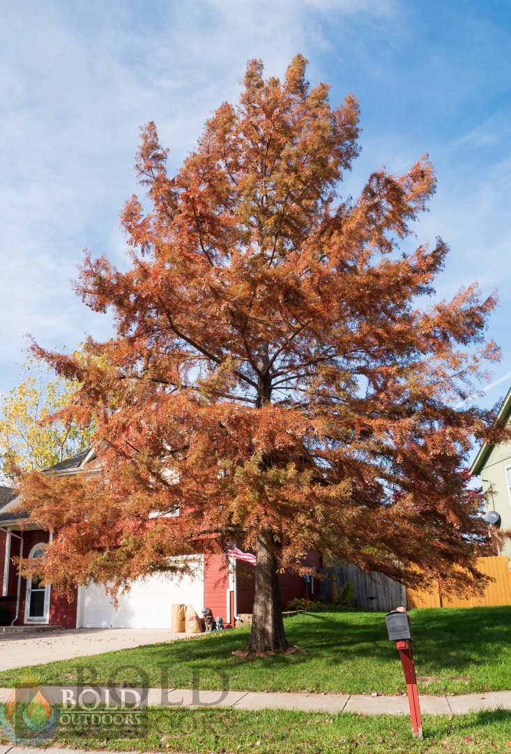 Bald Cypress