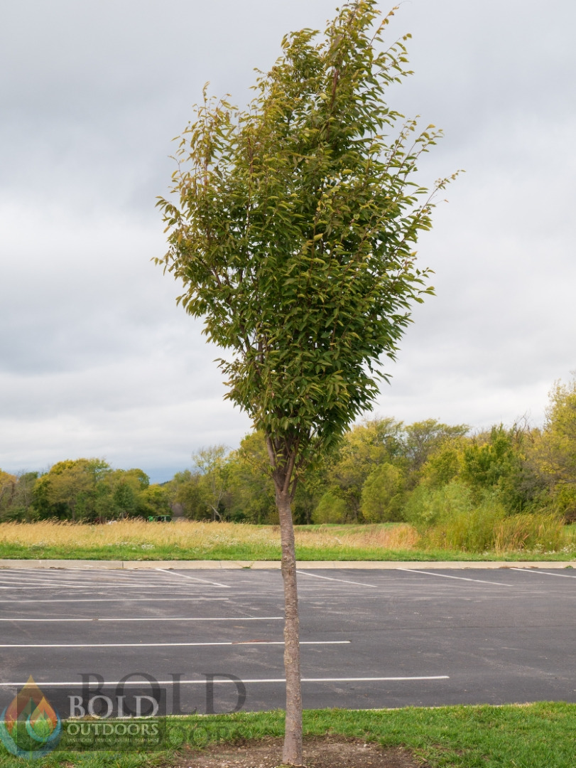 Musashino Zelkova