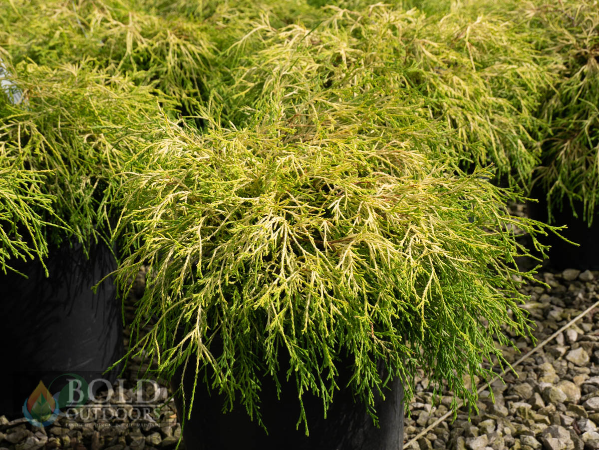 King's Gold False Cypress