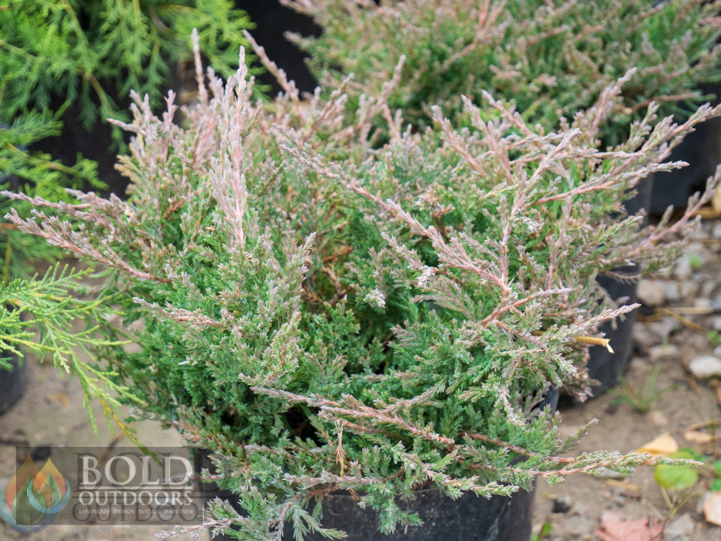 Compact Andorra Juniper