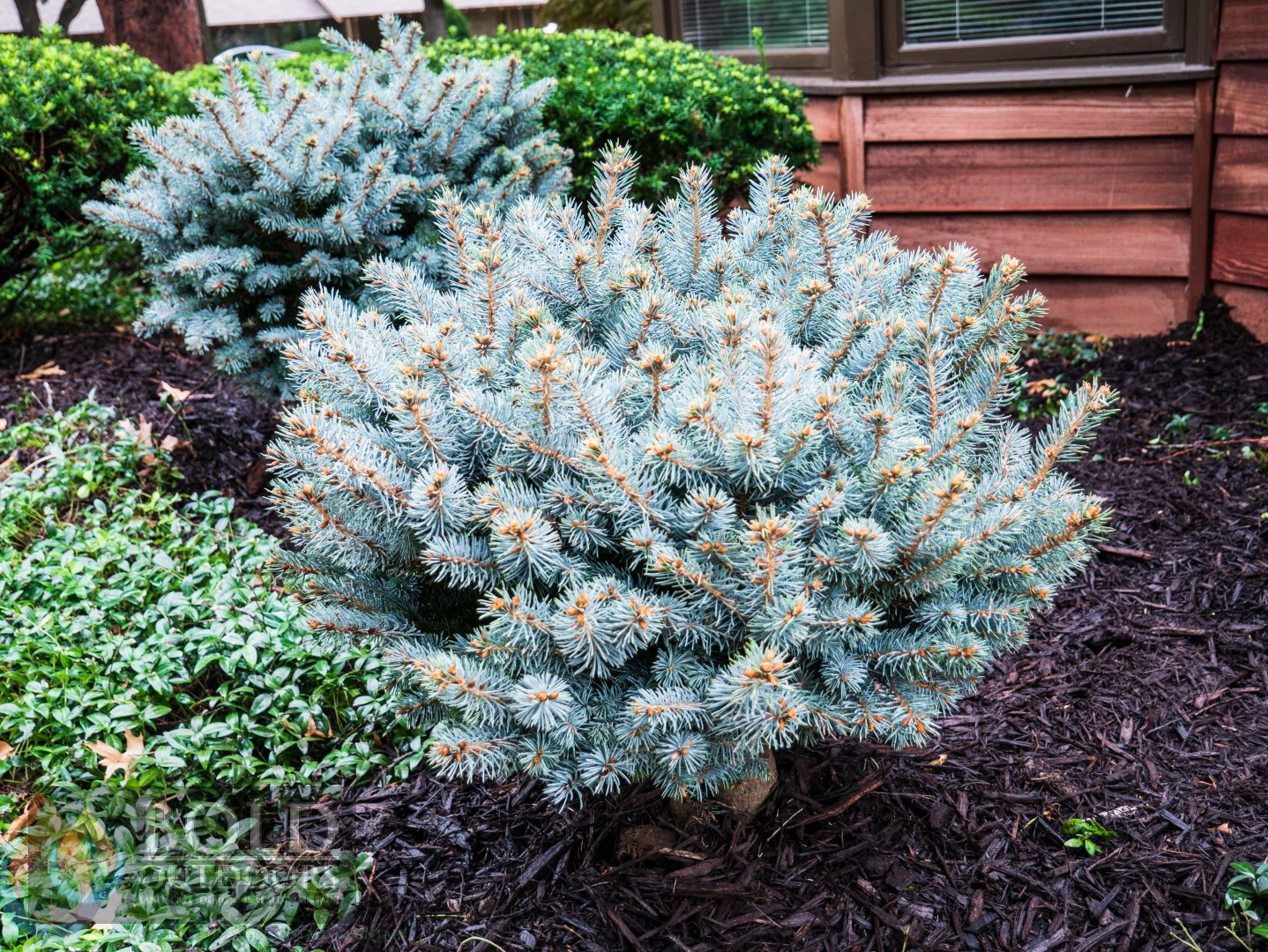 Globe Blue Spruce