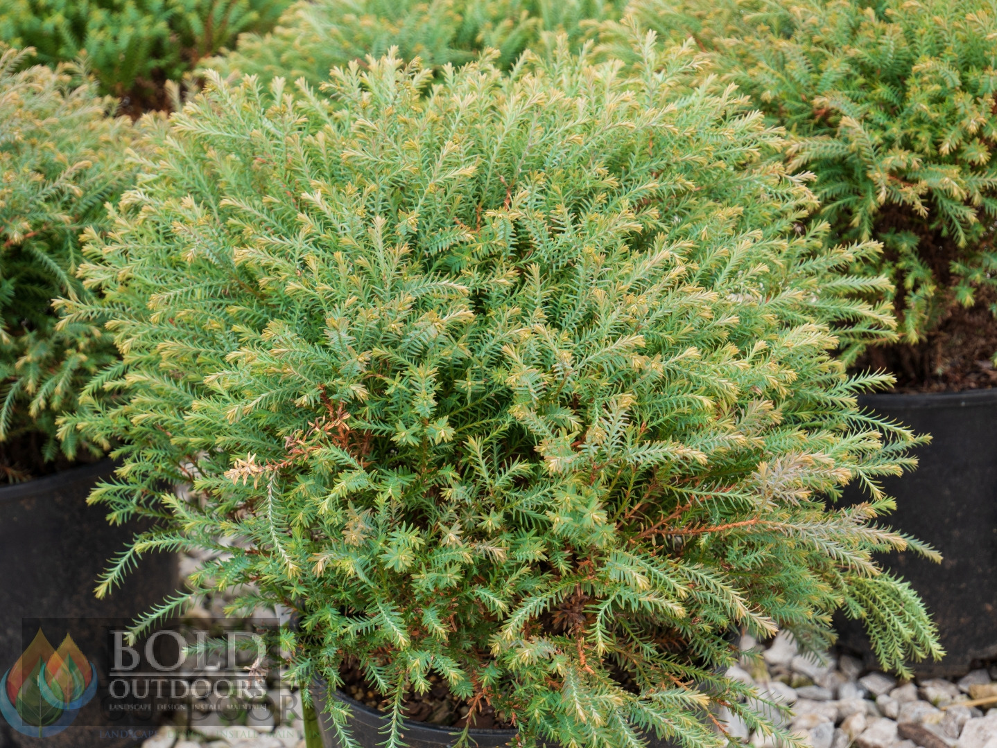 Mr. Bowling Ball® Globe Arborvitae