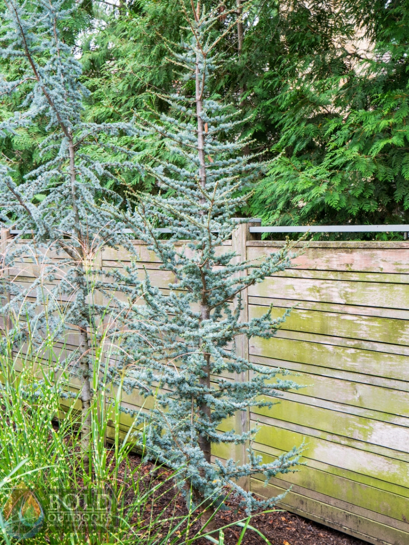 Blue Atlas Cedar