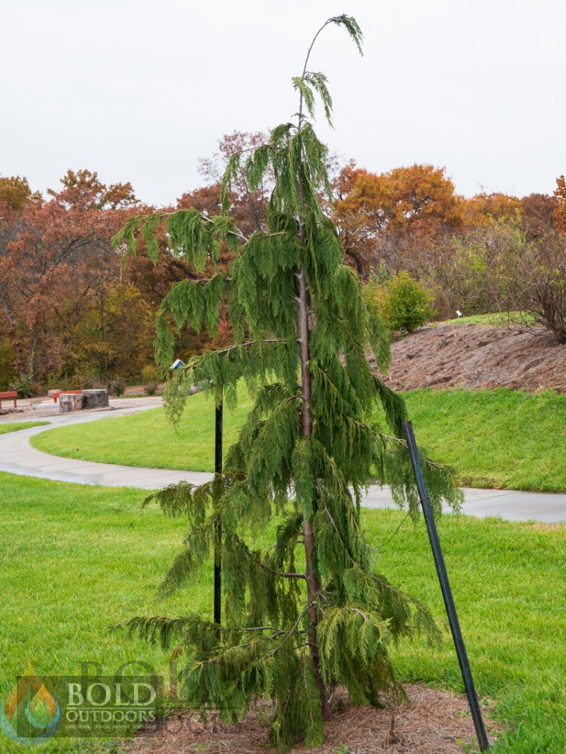 Blue Weeping Alaskan False Cypress