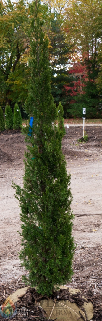 Spartan Juniper