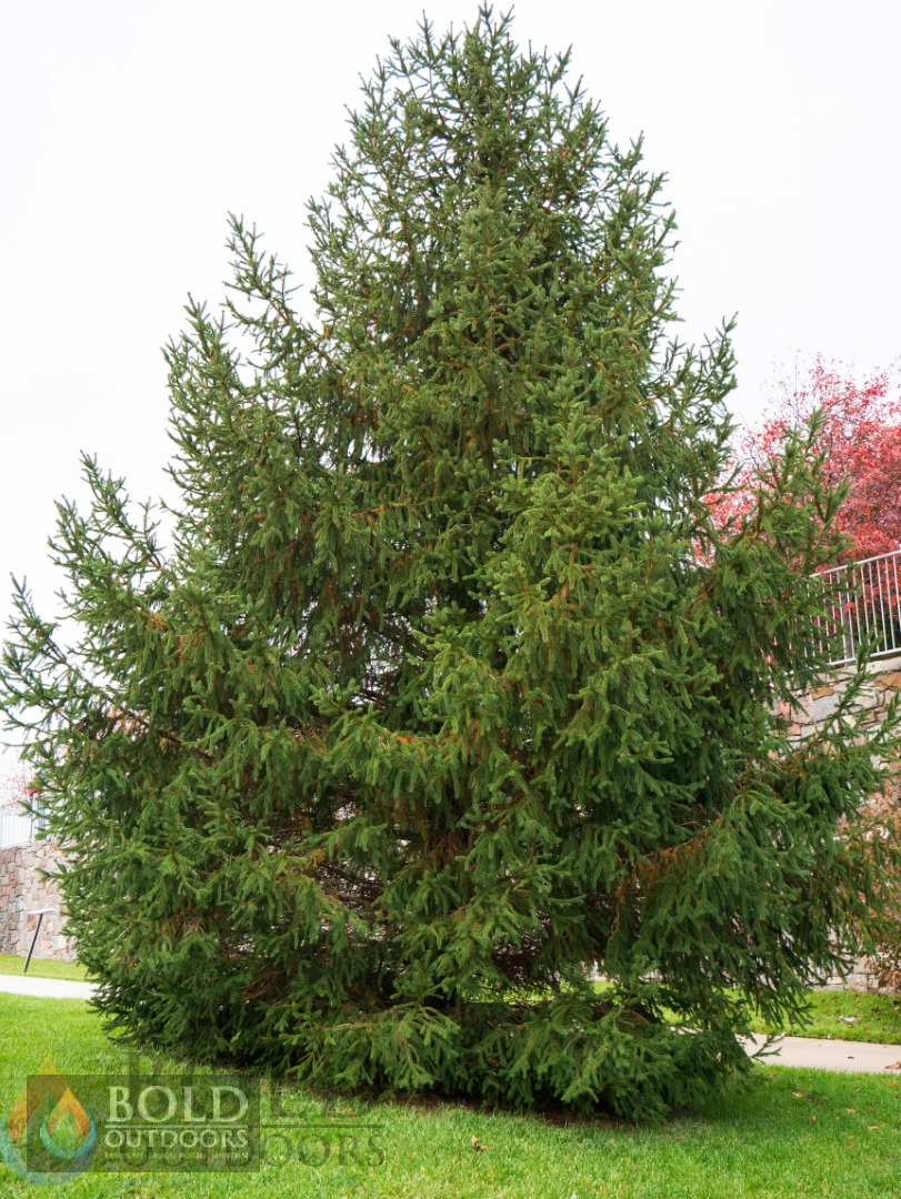 Norway Spruce