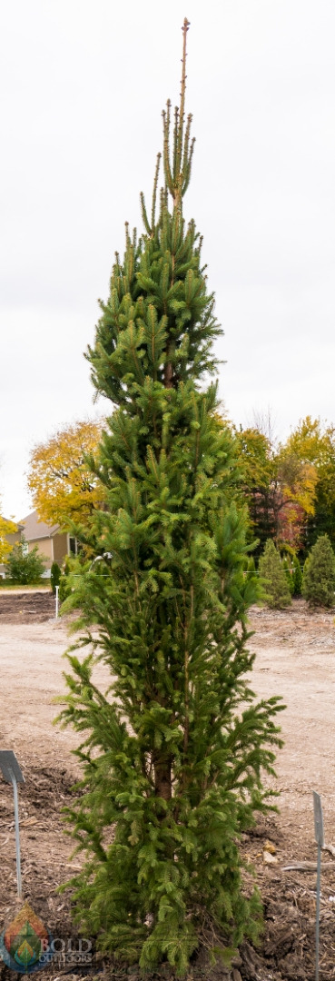 Wellspire Spruce