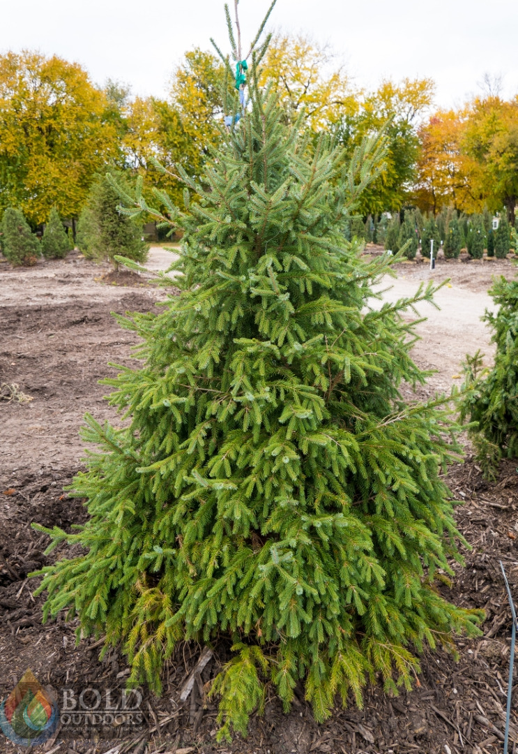 Serbian Spruce