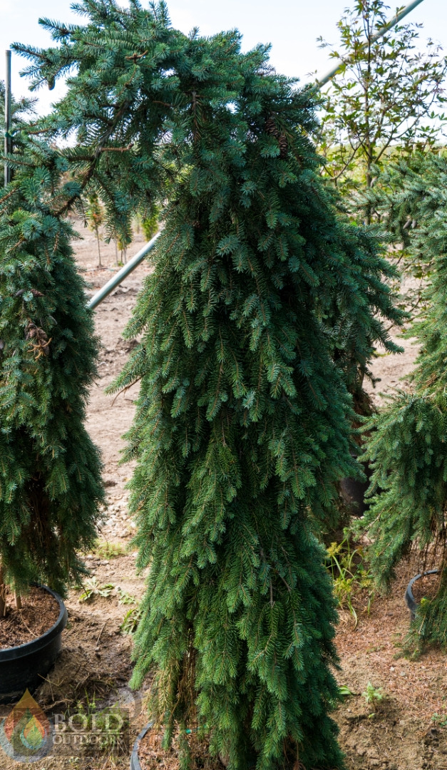 Bruns Weeping Serbian Spruce