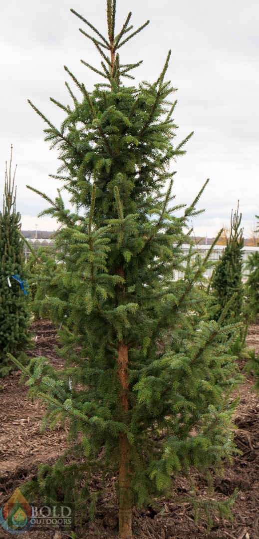 Riverside Columnar Serbian Spruce