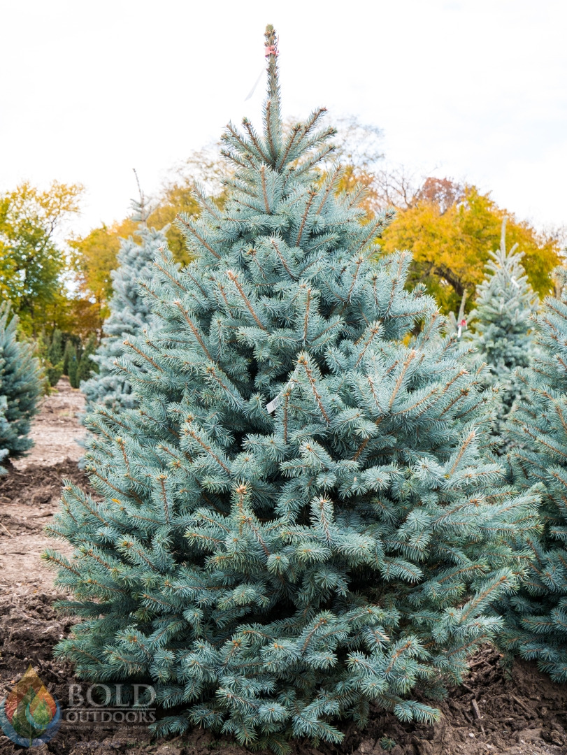 Baby Blue Spruce