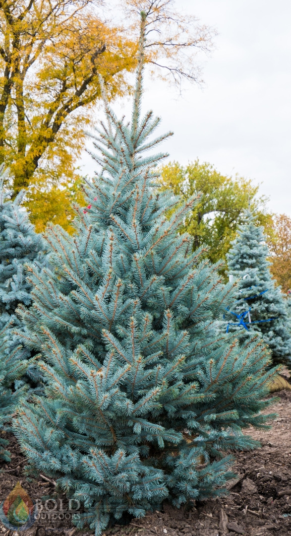 Fat Albert Spruce