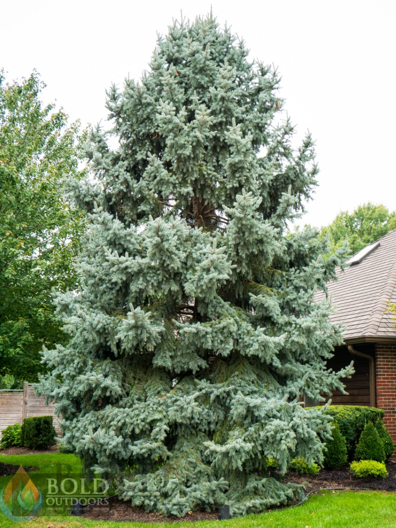 Colorado Blue Spruce