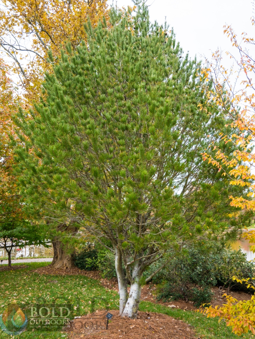 Lacebark Pine