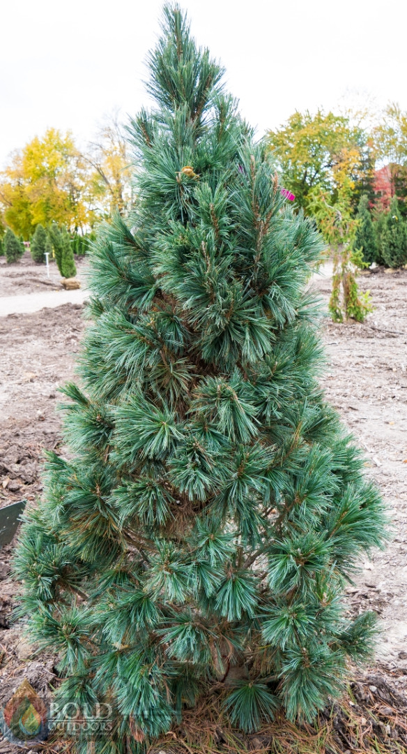 Vanderwolf Pine