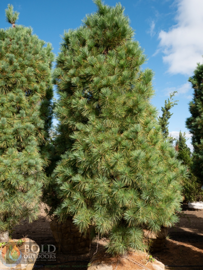 Columnar White Pine