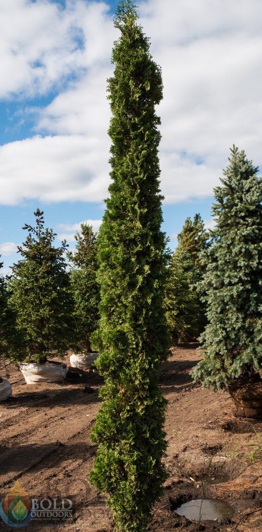 Degroot's Spire Arborvitae