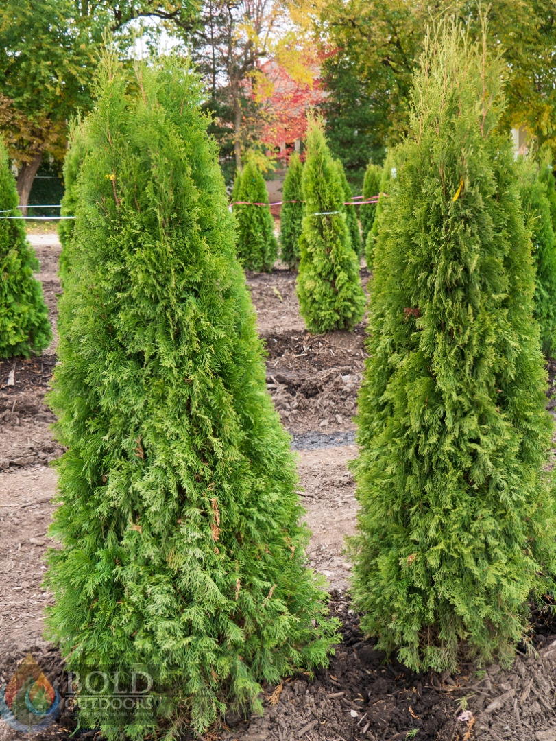Emerald Green Arborvitae