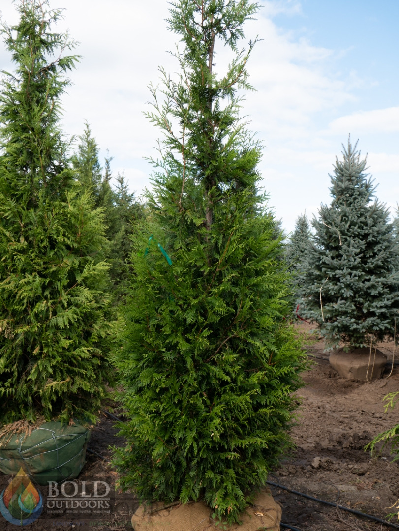 Green Giant Arborvitae