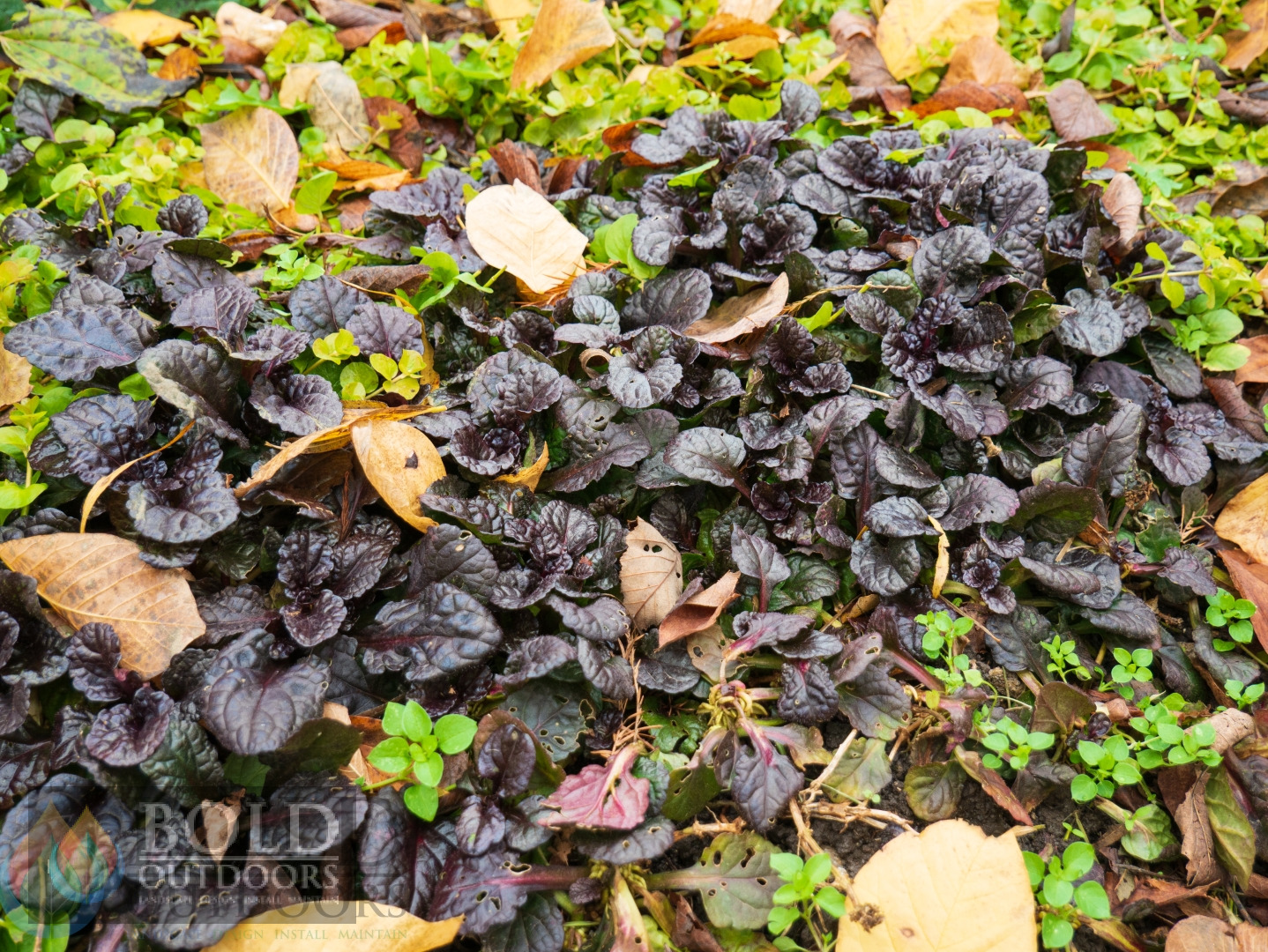 Black Scallop Ajuga