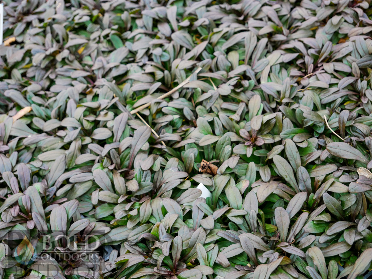 Chocolate Chip Ajuga