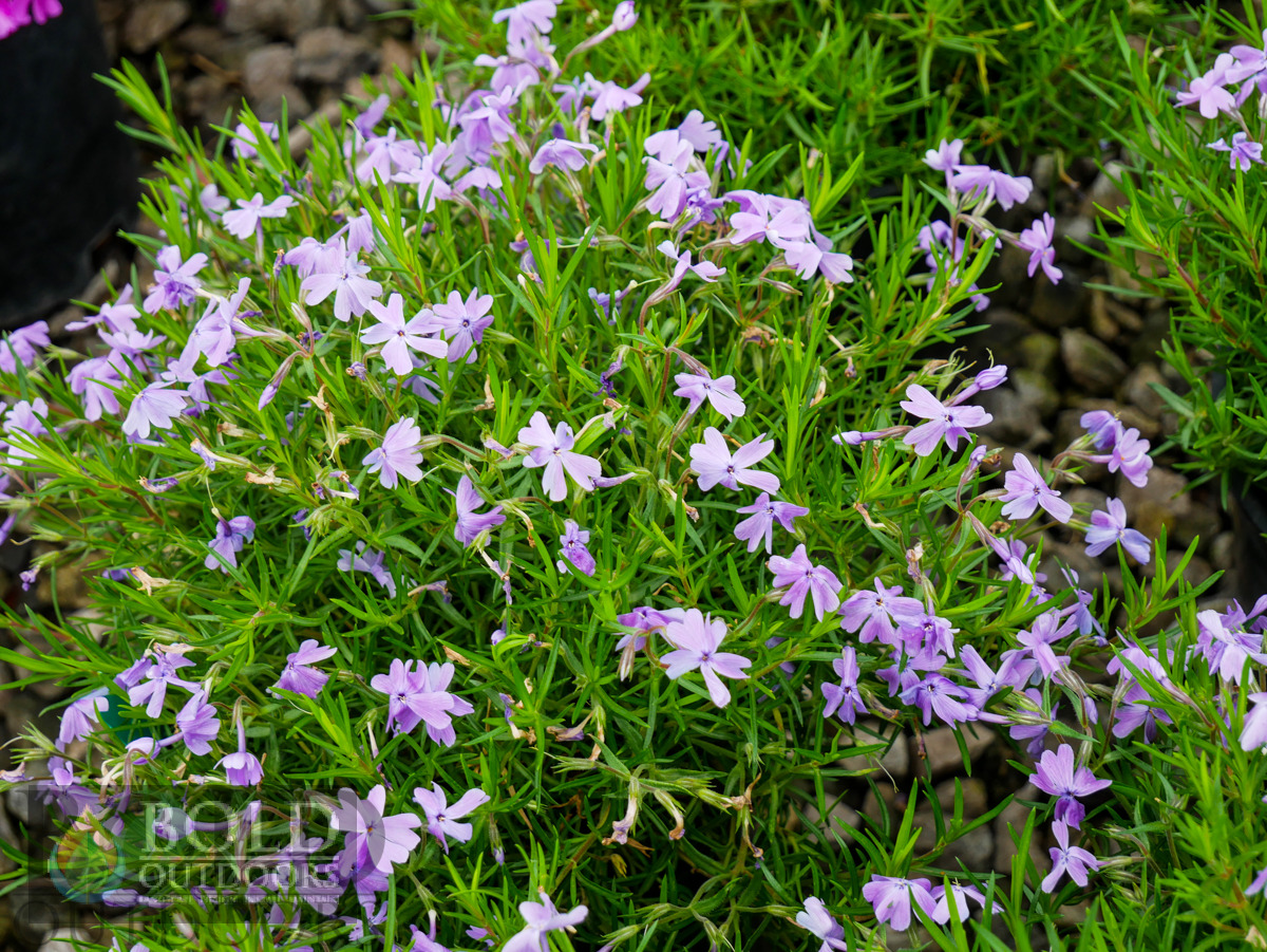 Emerald Blue Creeping Phlox