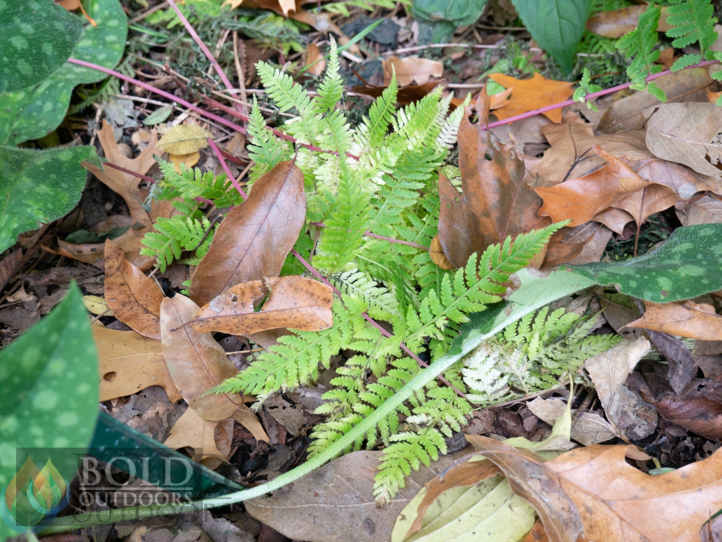 Lady in Red Fern