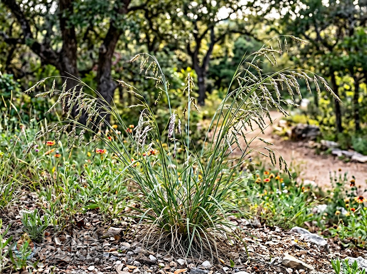 Side-Oats Grama