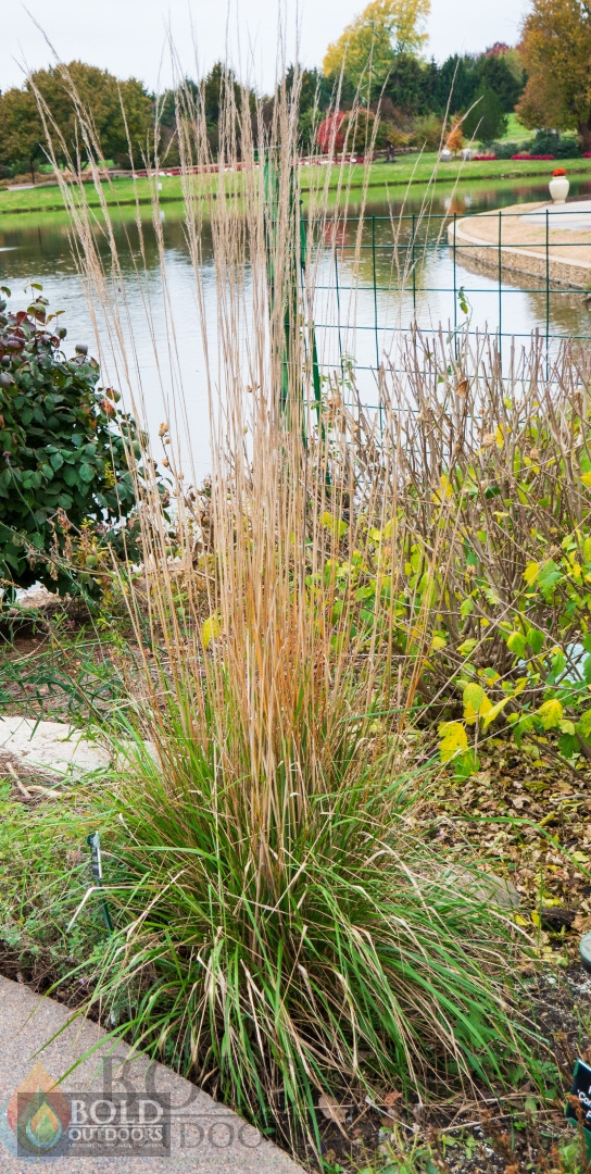 Karl Forester Feather Reed Grass